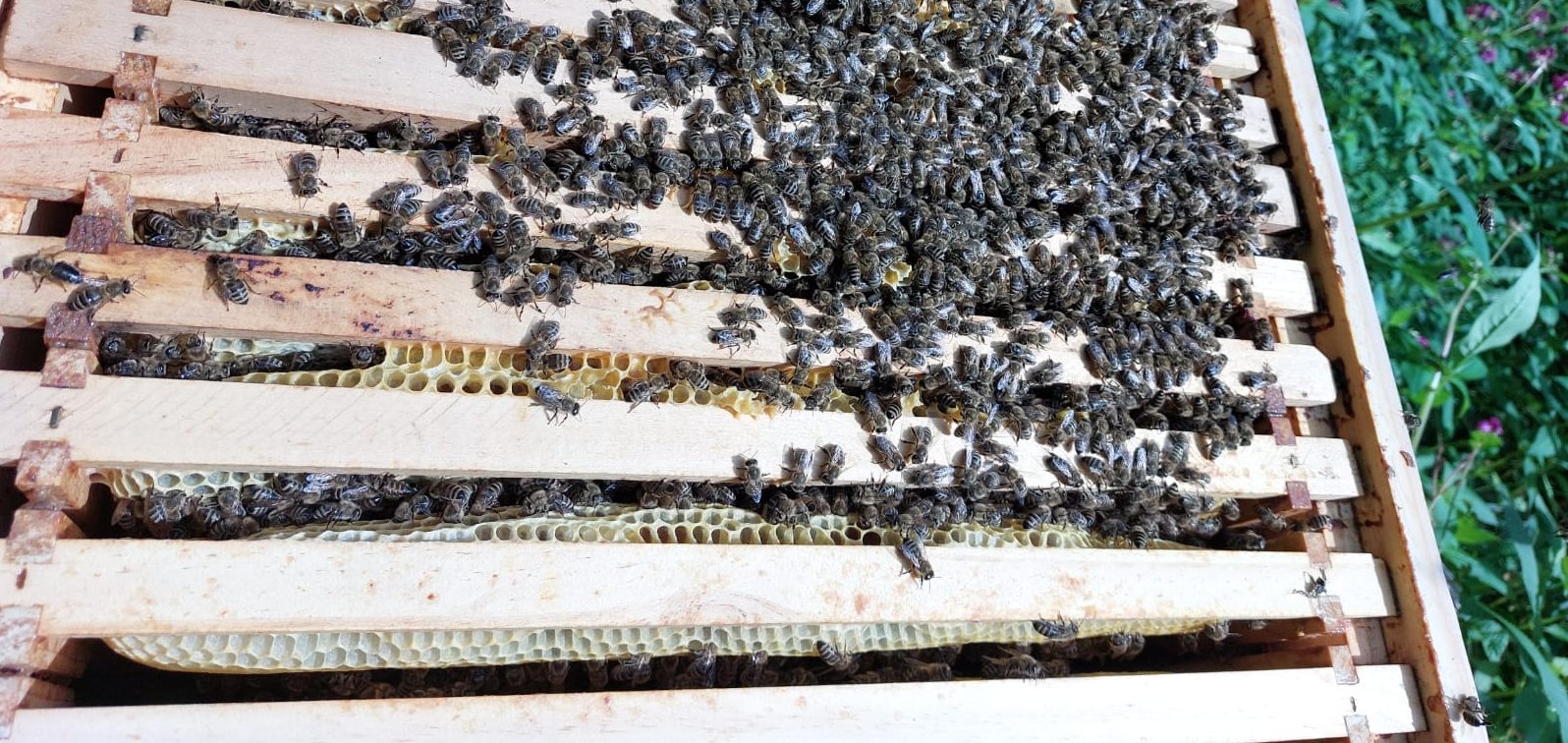 Bienen auf einer Wabe